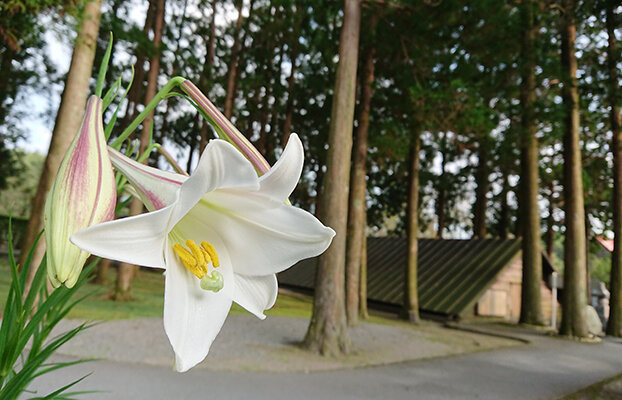 三角兵舎とユリの花