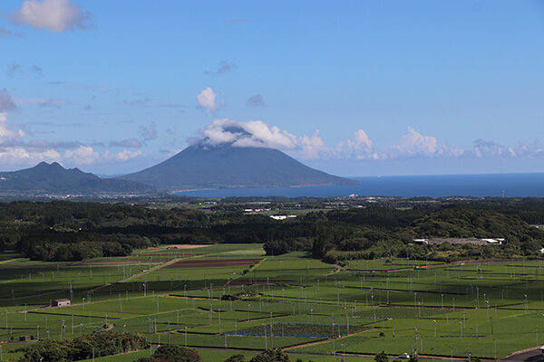 茶畑と開聞岳